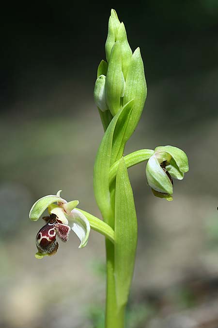 Ophrys carmeli / Carmel Bee Orchid, Israel,  Mount Carmel 4.3.2017 (Photo: Helmut Presser)