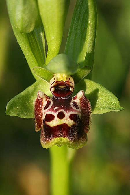 Ophrys latilabris \ Breitlippige Ragwurz / Wide-Lipped Bee Orchid, Israel,  West-/Western Israel 26.2.2017 (Photo: Helmut Presser)