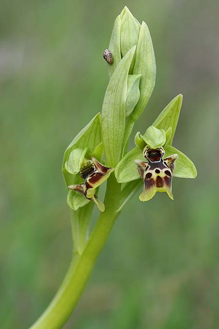 Ophrys latilabris \ Breitlippige Ragwurz / Wide-Lipped Bee Orchid, Israel,  West-/Western Israel 26.2.2017 (Photo: Helmut Presser)