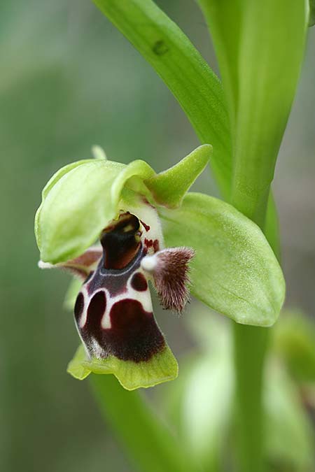 Ophrys latilabris \ Breitlippige Ragwurz / Wide-Lipped Bee Orchid, Israel,  West-/Western Israel 26.2.2017 (Photo: Helmut Presser)