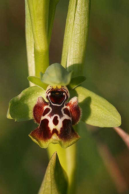 Ophrys latilabris \ Breitlippige Ragwurz / Wide-Lipped Bee Orchid, Israel,  West-/Western Israel 26.2.2017 (Photo: Helmut Presser)