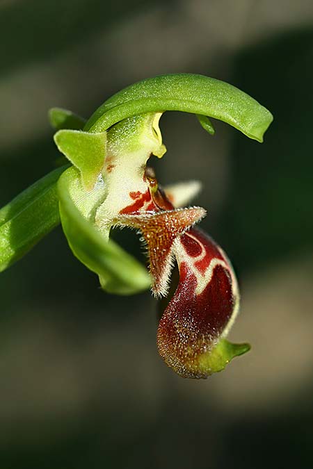 Ophrys latilabris \ Breitlippige Ragwurz / Wide-Lipped Bee Orchid, Israel,  West-/Western Israel 26.2.2017 (Photo: Helmut Presser)