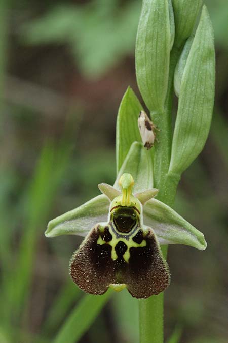 Ophrys holoserica subsp. libanotica \ Libanon-Hummel-Ragwurz / Libanon Late Spider Bee Orchid, Israel,  Kibbutz HaSolelim 21.3.2018 (Photo: Jan & Liesbeth Essink)