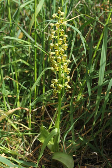 Orchis punctulata \ Punktiertes Knabenkraut, Israel,  Kibbutz HaGoshrim 22.3.2018 (Photo: Jan & Liesbeth Essink)