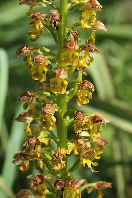 Orchis punctulata \ Punktiertes Knabenkraut, Israel,  Kibbutz HaGoshrim 22.3.2018 (Photo: Jan & Liesbeth Essink)