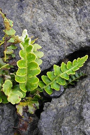 Asplenium ceterach \ Milzfarn, Schriftfarn / Rustyback, Scale Fern, IRL Burren, Fanore 15.6.2012