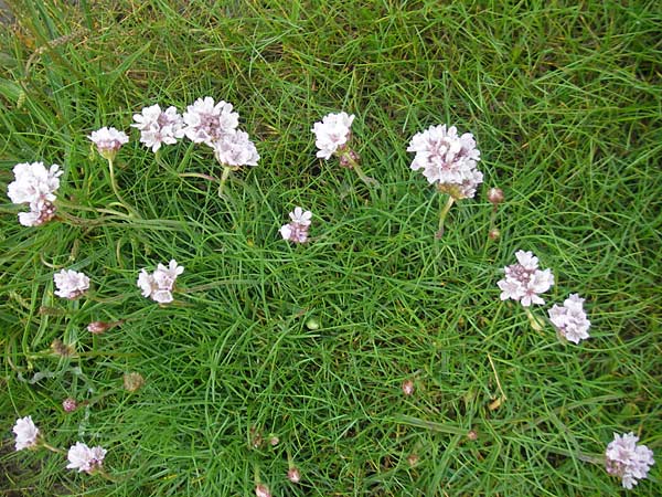 Armeria maritima subsp. maritima \ Strand-Grasnelke / Thrift, Sea Pink, IRL County Galway, Kinvarra 14.6.2012