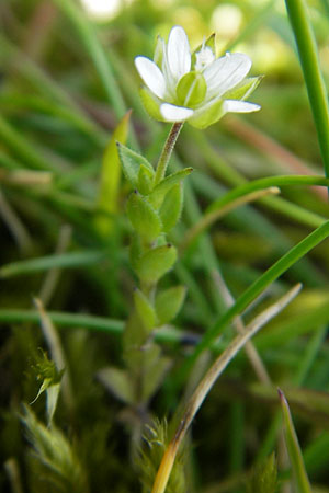 Arenaria serpyllifolia \ Quendelblttriges Sandkraut / Thyme-Leaved Sandwort, IRL Connemara, Ballyconneely 17.6.2012