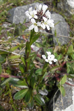 Arabis hirsuta \ Rauhaarige Gnsekresse / Hairy Rock-Cress, IRL Connemara, Ballyconneely 17.6.2012