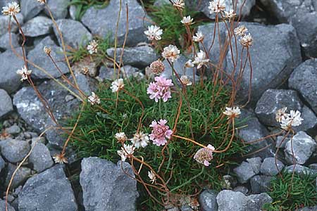 Armeria maritima subsp. maritima \ Strand-Grasnelke / Thrift, Sea Pink, IRL Doolin 9.8.2005