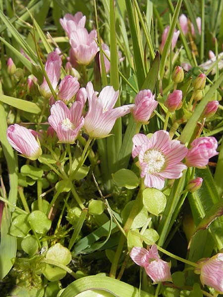 Lysimachia tenella \ Zarter Gauchheil / Bog Pimpernel, IRL County Galway, Lough Corrib 17.6.2012