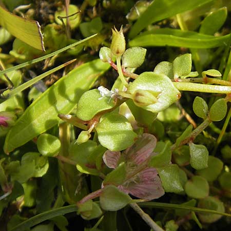 Lysimachia tenella \ Zarter Gauchheil / Bog Pimpernel, IRL County Galway, Lough Corrib 17.6.2012