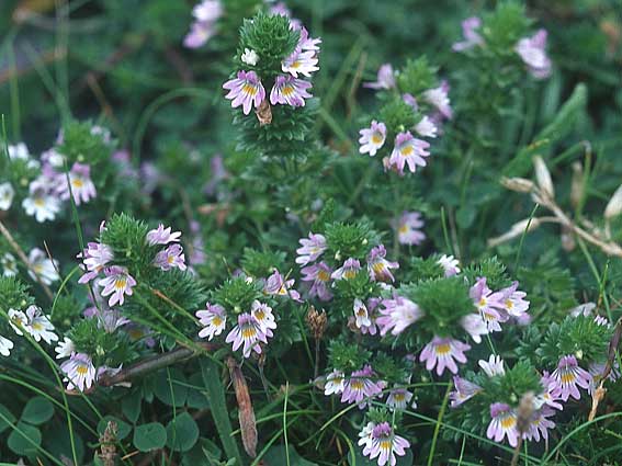 Euphrasia arctica subsp. borealis ? \ N&ouml;rdlicher Augentrost / Northern Eyebright, IRL Doolin 9.8.2005