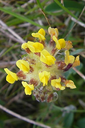 Anthyllis vulneraria subsp. vulneraria \ Gewhnlicher Wundklee, Echter Wundklee / Common Kidney Vetch, IRL Burren, Fanore 15.6.2012