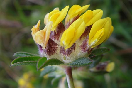 Anthyllis vulneraria subsp. vulneraria \ Gewhnlicher Wundklee, Echter Wundklee / Common Kidney Vetch, IRL Burren, Fanore 15.6.2012