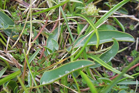 Anthyllis vulneraria subsp. vulneraria \ Gewhnlicher Wundklee, Echter Wundklee / Common Kidney Vetch, IRL Burren, Fanore 15.6.2012