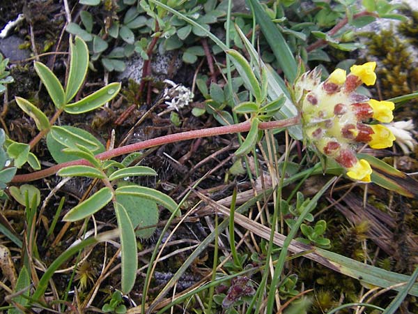 Anthyllis vulneraria subsp. vulneraria \ Gewhnlicher Wundklee, Echter Wundklee / Common Kidney Vetch, IRL Burren, Fanore 15.6.2012