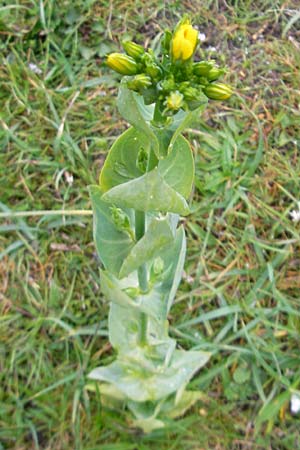 Blackstonia perfoliata \ Bitterling / Yellow-Wort, IRL Burren, Fanore 15.6.2012