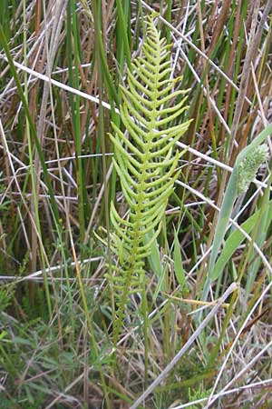 Blechnum spicant \ Gewhnlicher Rippenfarn / Hard Fern, IRL Burren, Lisdoonvarna 15.6.2012