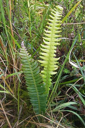 Blechnum spicant \ Gewhnlicher Rippenfarn / Hard Fern, IRL Burren, Lisdoonvarna 15.6.2012
