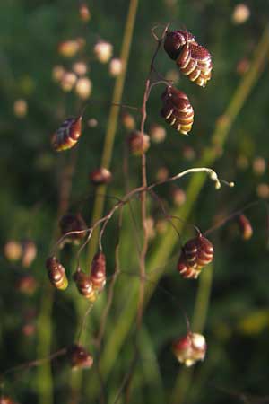 Briza media \ Gewhnliches Zittergras / Common Quaking Grass, IRL County Sligo, Lough Talt 19.6.2012
