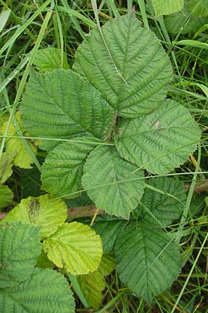 Rubus corylifolius agg. \ Haselblatt-Brombeere / Hazel-Leaved Bramble, IRL Burren, Fanore 15.6.2012