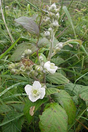 Rubus corylifolius agg. \ Haselblatt-Brombeere / Hazel-Leaved Bramble, IRL Burren, Fanore 15.6.2012