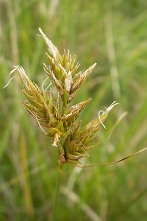 Carex arenaria \ Sand-Segge / Sand Sedge, IRL County Kerry, Glenbeigh 16.6.2012