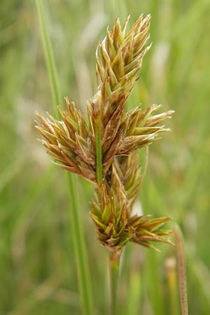 Carex arenaria \ Sand-Segge / Sand Sedge, IRL County Kerry, Glenbeigh 16.6.2012