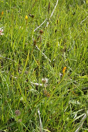Carex hostiana \ Saum-Segge, Hosts Segge / Tawny Sedge, IRL County Galway, Lough Corrib 17.6.2012