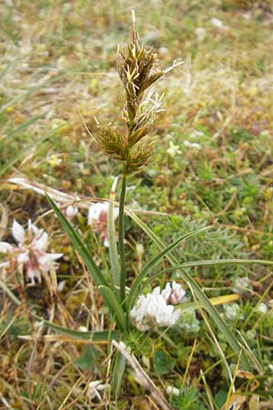 Carex arenaria \ Sand-Segge / Sand Sedge, IRL County Sligo, Mullaghmore 18.6.2012