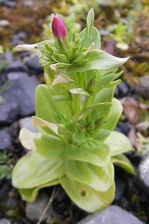 Centaurium littorale \ Strand-Tausendgldenkraut / Seaside Centaury, IRL Burren, Fanore 15.6.2012