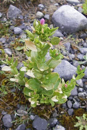 Centaurium littorale \ Strand-Tausendgldenkraut / Seaside Centaury, IRL Burren, Fanore 15.6.2012