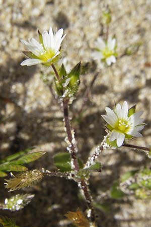 Cerastium glomeratum \ Knuel-Hornkraut / Sticky Mouse-Ear, IRL Connemara, Roundstone 17.6.2012