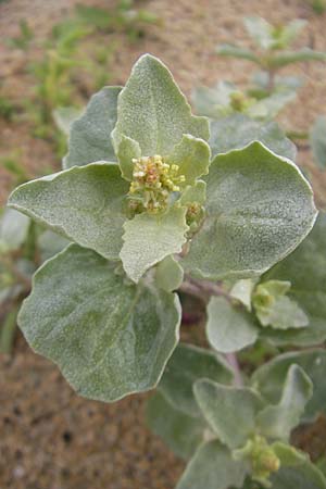 Atriplex laciniata \ Gelappte Melde / Frosted Orache, IRL County Donegal, Cruit Island 18.6.2012
