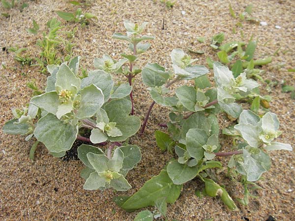 Atriplex laciniata \ Gelappte Melde / Frosted Orache, IRL County Donegal, Cruit Island 18.6.2012