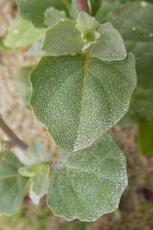Atriplex laciniata \ Gelappte Melde / Frosted Orache, IRL County Donegal, Cruit Island 18.6.2012