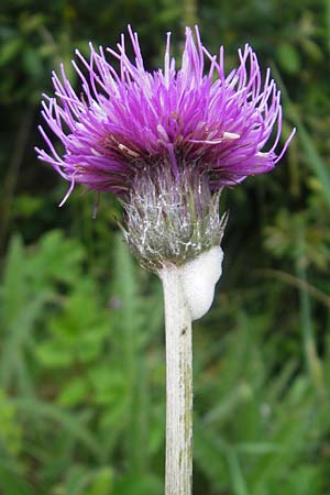 Cirsium heterophyllum \ Verschiedenblttrige Kratzdistel, Alant-Distel / Melancholy Thistle, IRL Burren, Lisdoonvarna 15.6.2012