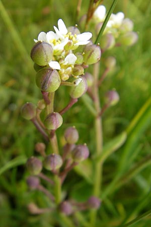Cochlearia officinalis \ Echtes Lffelkraut / Common Scurvy-Grass, IRL County Donegal, Cruit Island 18.6.2012