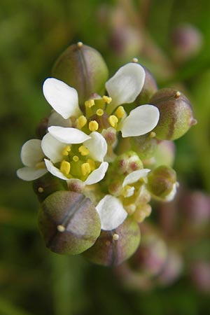 Cochlearia officinalis \ Echtes Lffelkraut / Common Scurvy-Grass, IRL County Donegal, Cruit Island 18.6.2012