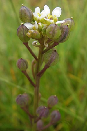 Cochlearia officinalis \ Echtes Lffelkraut / Common Scurvy-Grass, IRL County Donegal, Cruit Island 18.6.2012