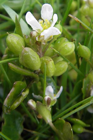Cochlearia danica \ Dnisches Lffelkraut / Danish Scurvy-Grass, IRL County Galway, Kinvarra 14.6.2012
