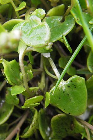 Cochlearia danica \ Dnisches Lffelkraut / Danish Scurvy-Grass, IRL County Galway, Kinvarra 14.6.2012