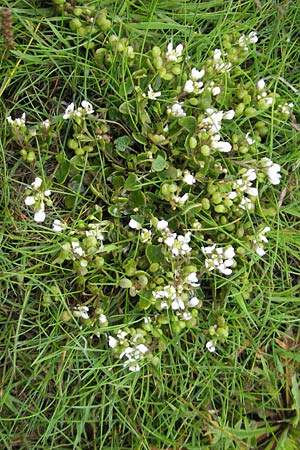 Cochlearia danica \ Dnisches Lffelkraut / Danish Scurvy-Grass, IRL County Galway, Kinvarra 14.6.2012