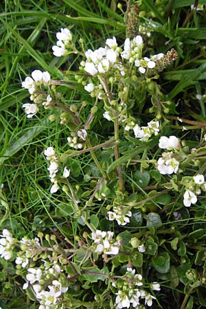 Cochlearia danica \ Dnisches Lffelkraut / Danish Scurvy-Grass, IRL County Galway, Kinvarra 14.6.2012