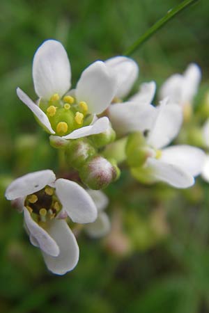 Cochlearia danica \ Dnisches Lffelkraut / Danish Scurvy-Grass, IRL County Galway, Kinvarra 14.6.2012
