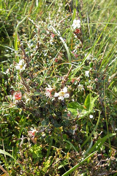 Cotoneaster microphyllus \ Kleinbl&auml;ttrige Zwergmispel / Small-Leaved Cotoneaster, Littleleaf Cotoneaster, IRL County Sligo, Lough Talt 19.6.2012