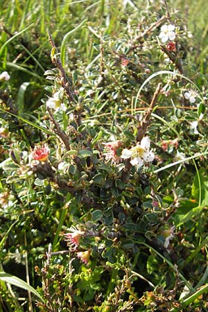 Cotoneaster microphyllus \ Kleinbl&auml;ttrige Zwergmispel / Small-Leaved Cotoneaster, Littleleaf Cotoneaster, IRL County Sligo, Lough Talt 19.6.2012