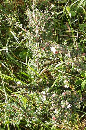 Cotoneaster microphyllus \ Kleinbl&auml;ttrige Zwergmispel / Small-Leaved Cotoneaster, Littleleaf Cotoneaster, IRL County Sligo, Lough Talt 19.6.2012