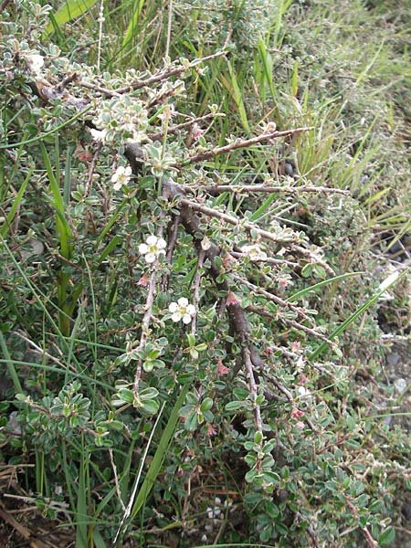 Cotoneaster microphyllus \ Kleinbl&auml;ttrige Zwergmispel / Small-Leaved Cotoneaster, Littleleaf Cotoneaster, IRL County Sligo, Lough Talt 19.6.2012